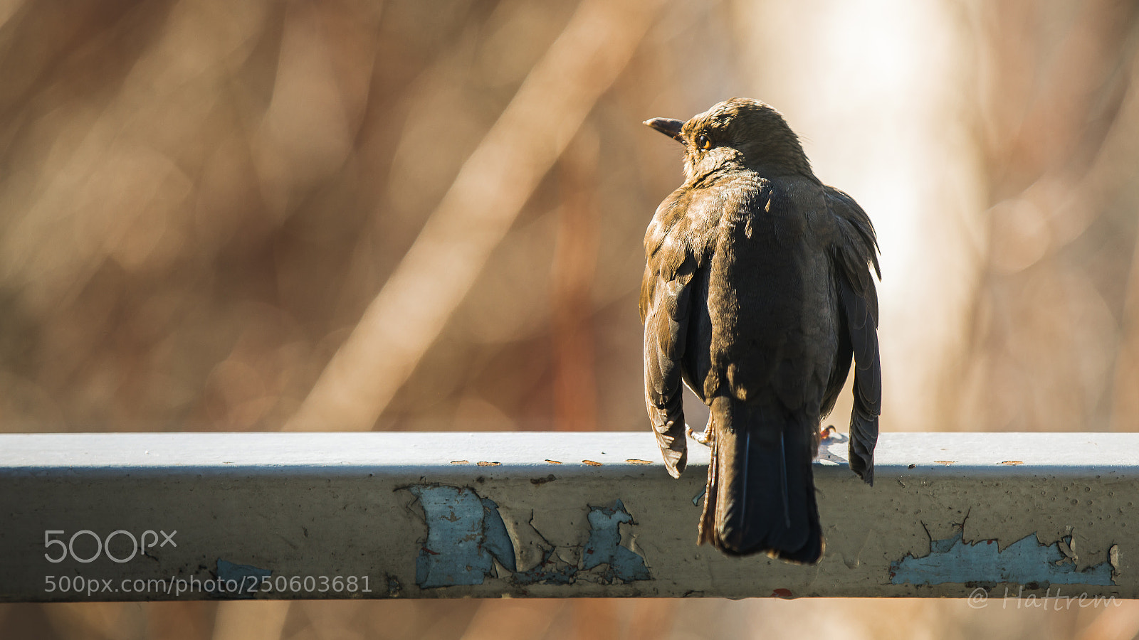 Canon EOS 5D Mark IV sample photo. Birds rest photography