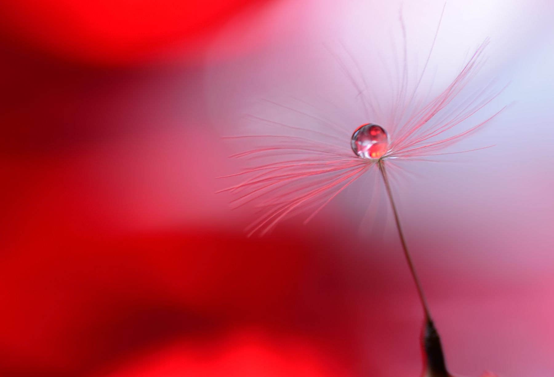 Sigma 105mm F2.8 EX DG OS HSM sample photo. I'm on fire photography