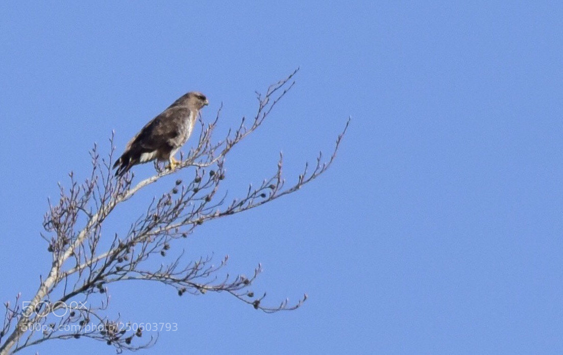 Nikon D5300 sample photo. Buzzard photography
