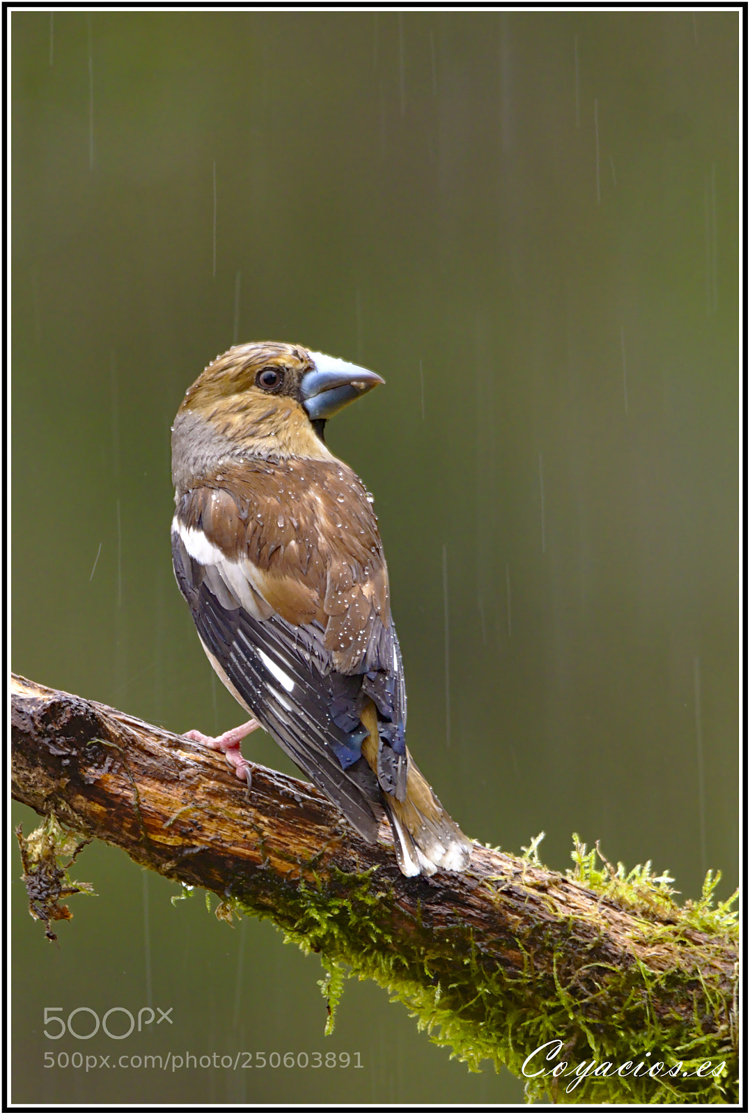 Canon EOS 7D Mark II sample photo. Picogordo (coccothraustes coccothraustes) photography