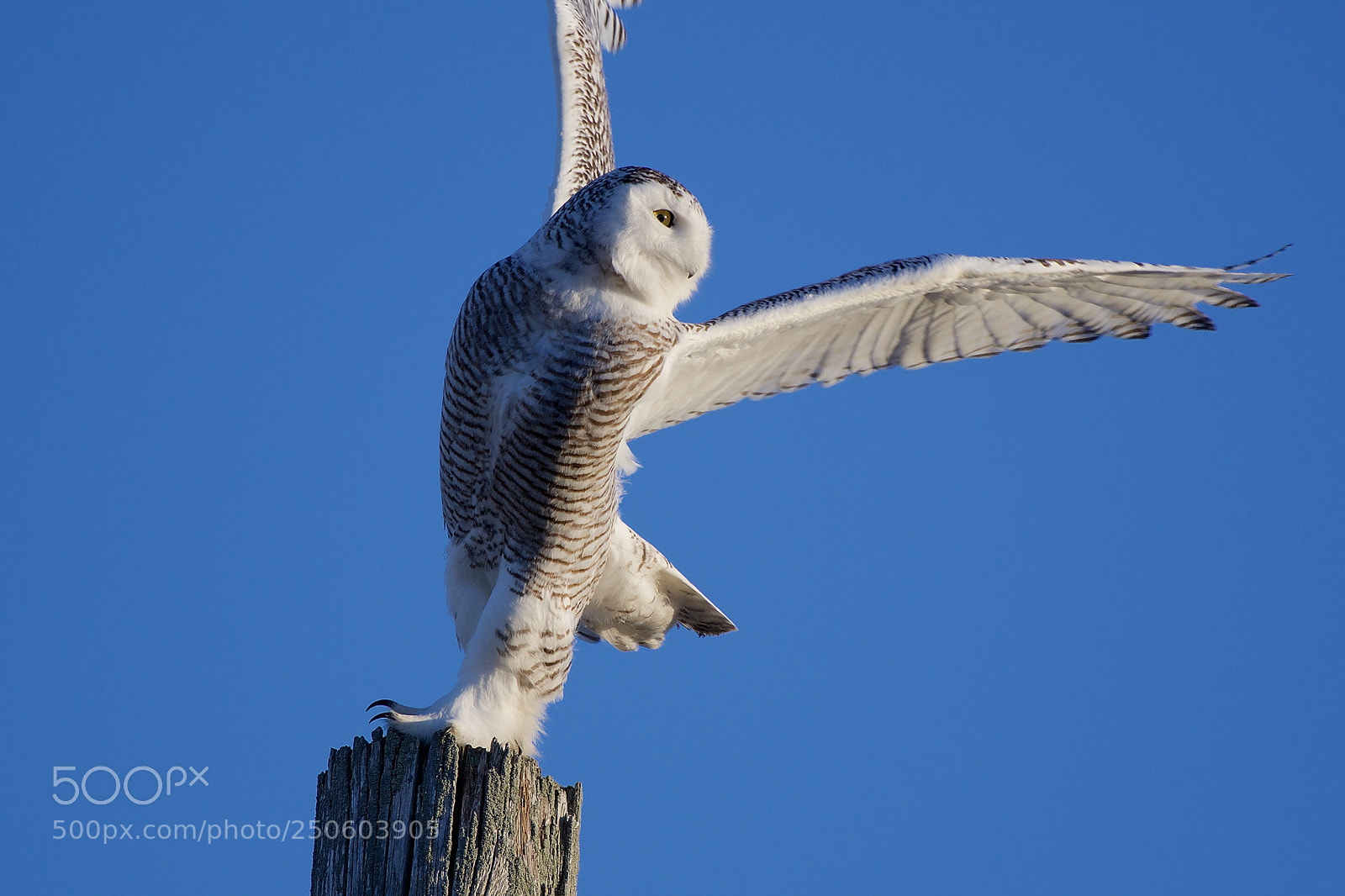 Nikon D500 sample photo. Snowy owl take off photography