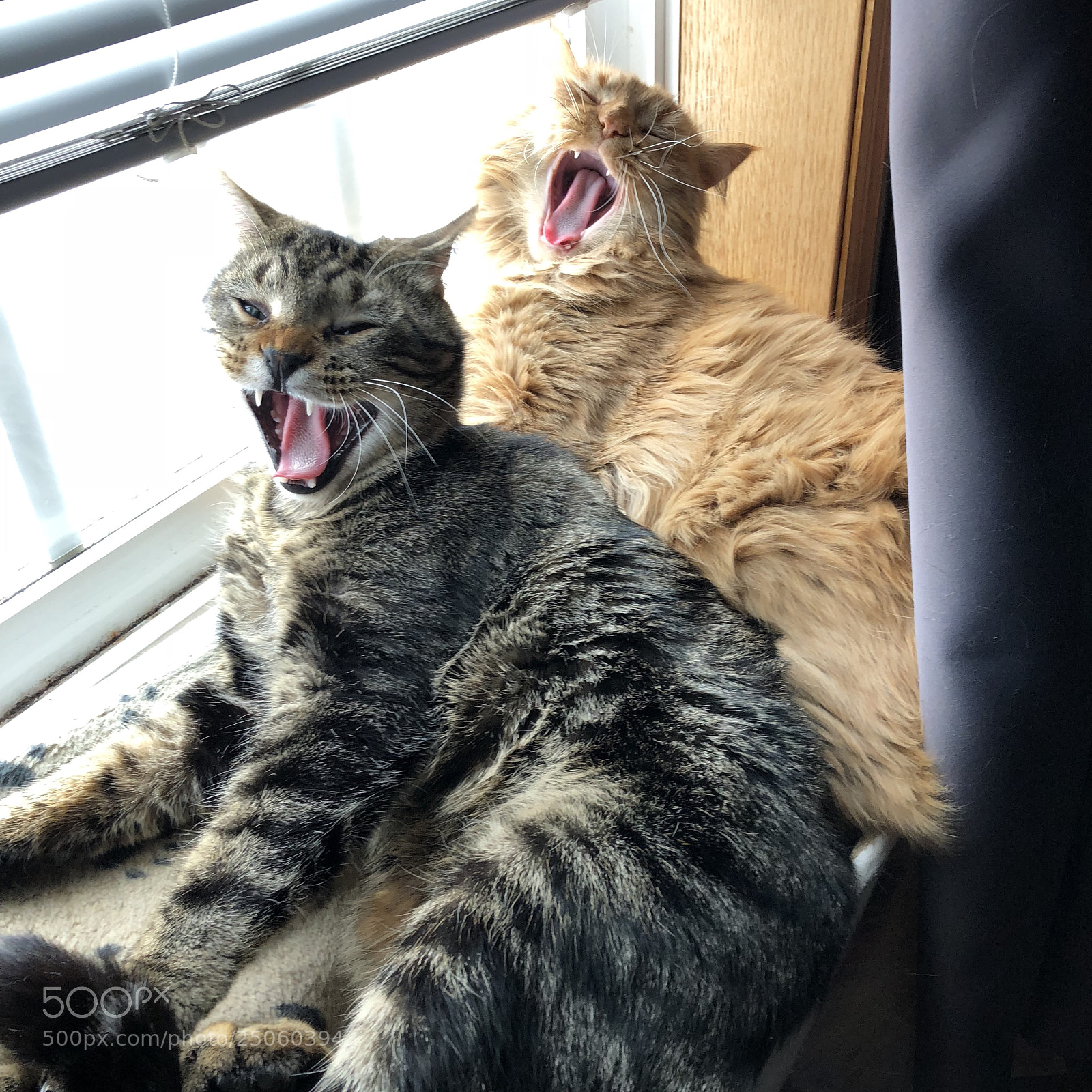 Apple iPhone X sample photo. Cats yawning photography