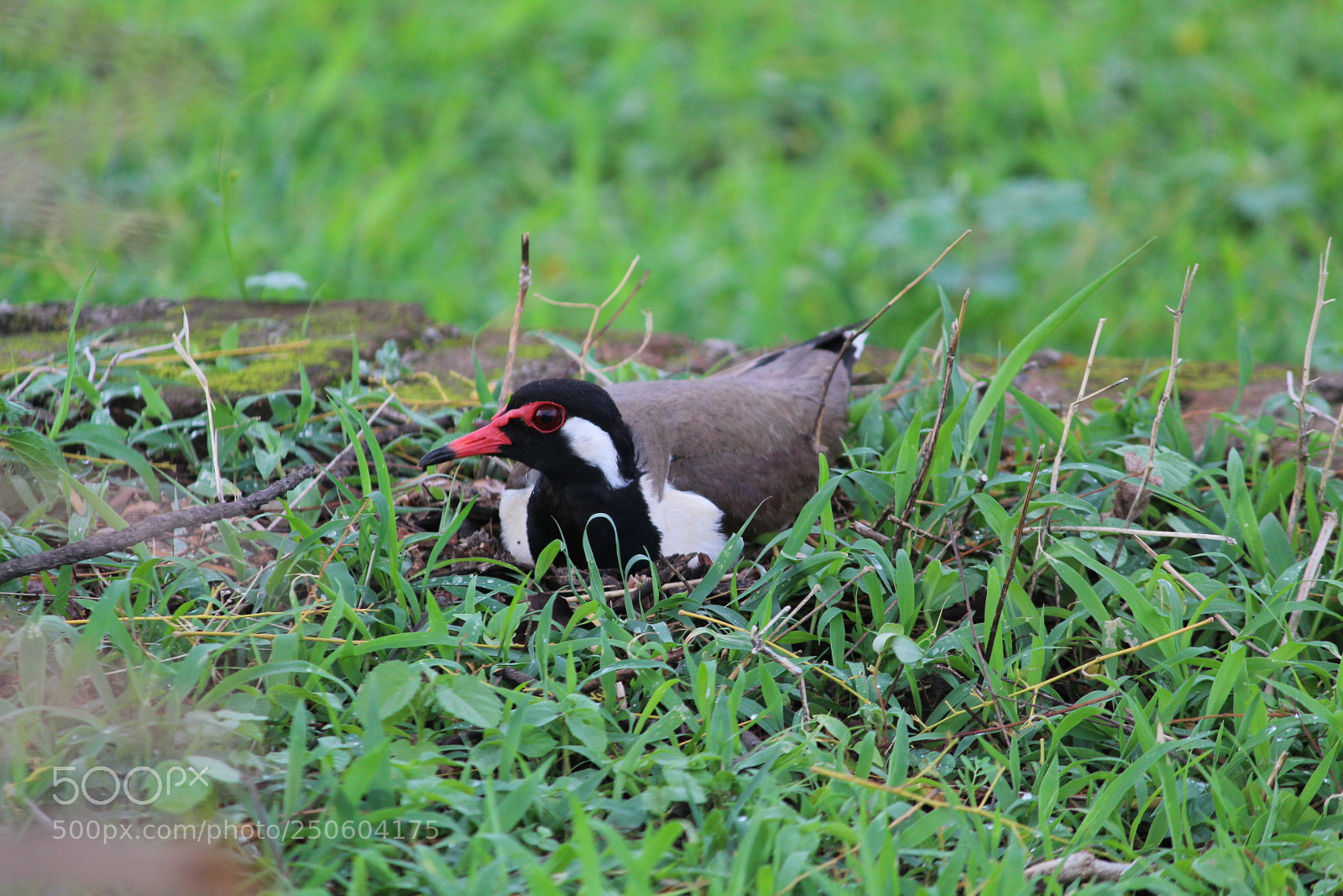 Canon EF-S 55-250mm F4-5.6 IS II sample photo. Img photography