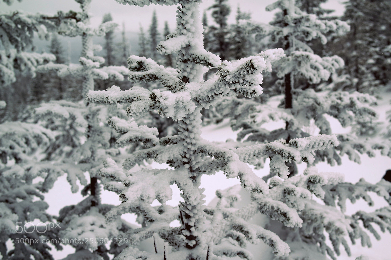 Samsung NX3000 sample photo. Frozen branches photography