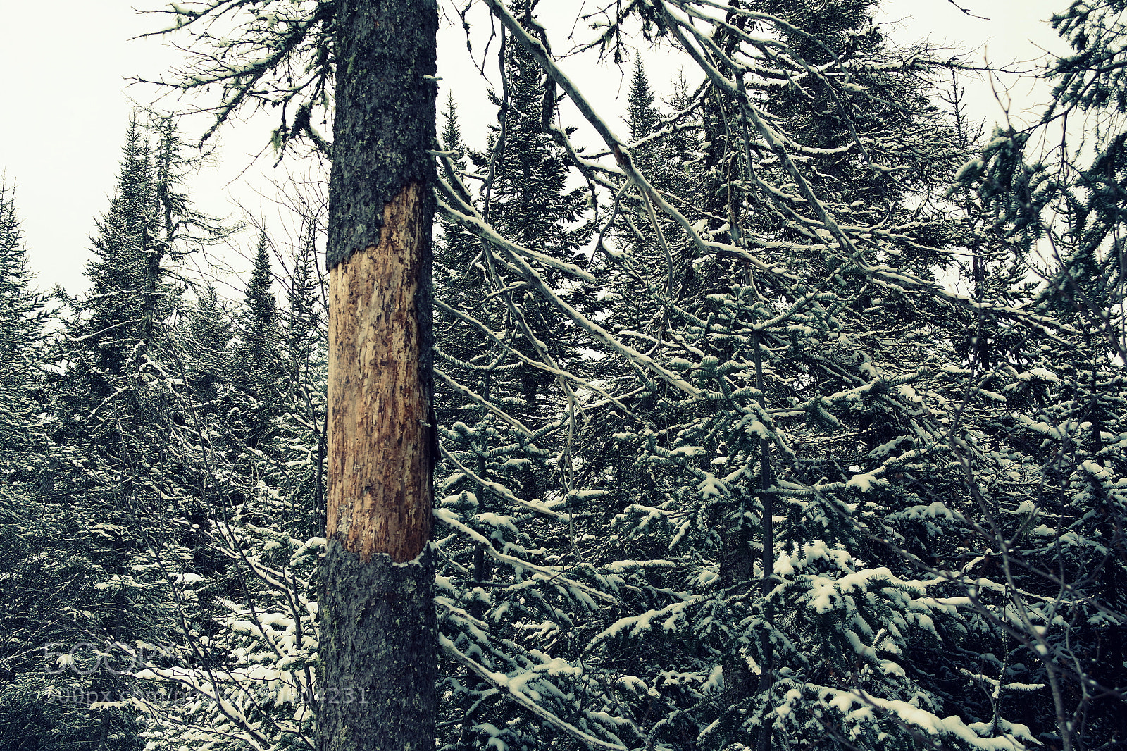Samsung NX3000 sample photo. Worn out tree photography