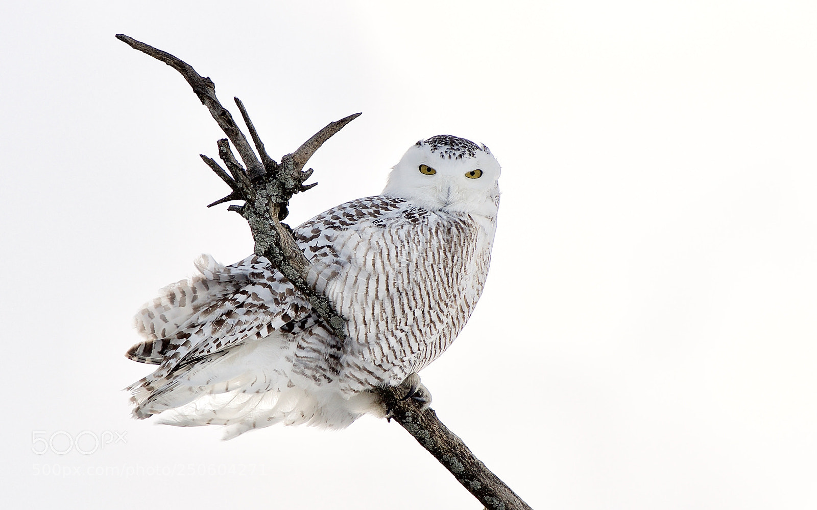 Nikon D500 sample photo. Snowy owl on branch photography
