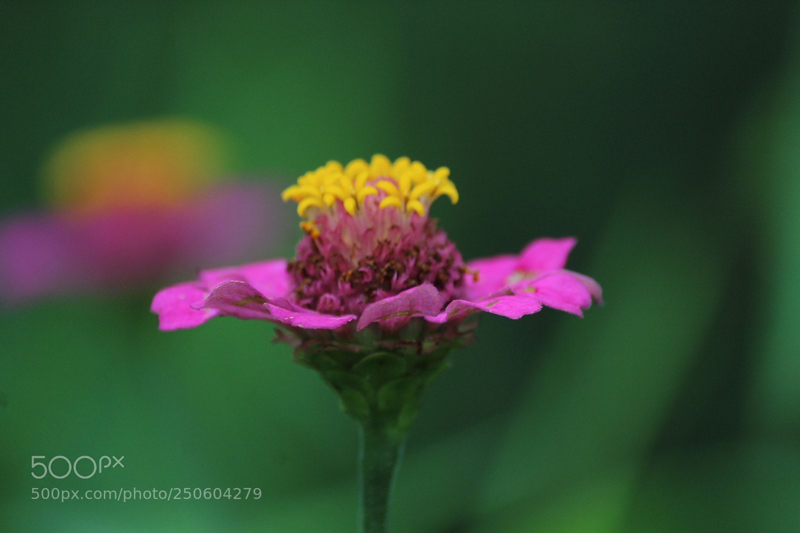 Canon EF-S 55-250mm F4-5.6 IS II sample photo. Img photography