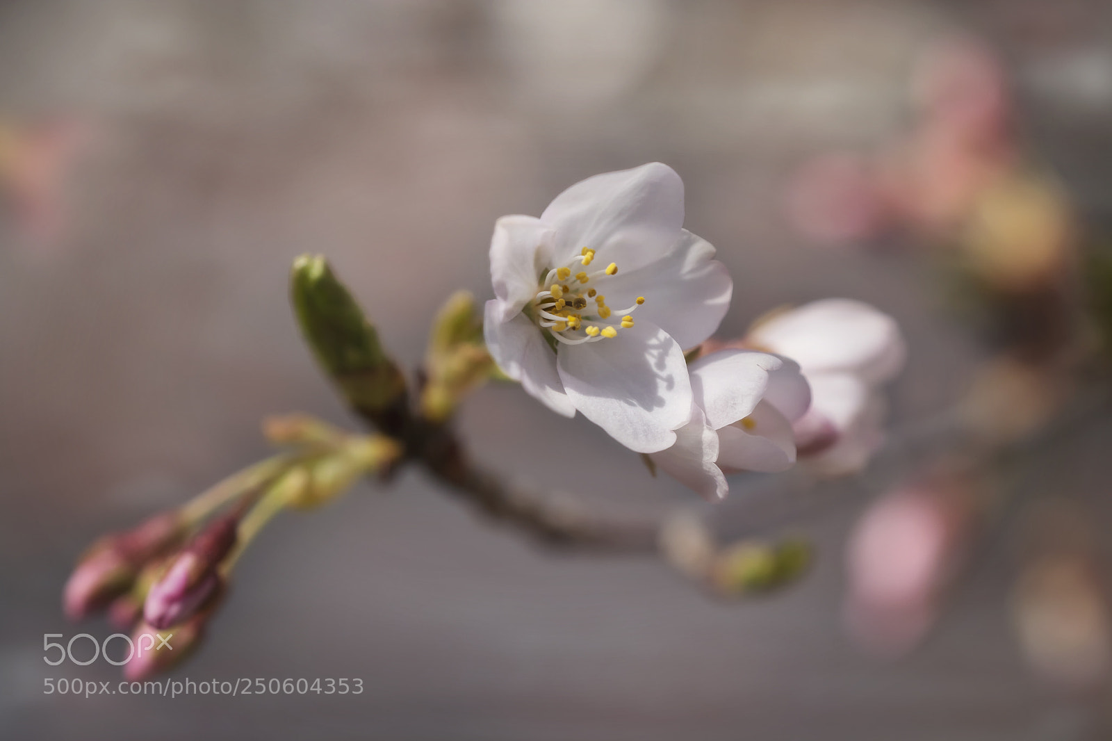 Nikon D7100 sample photo. Apple blossom photography