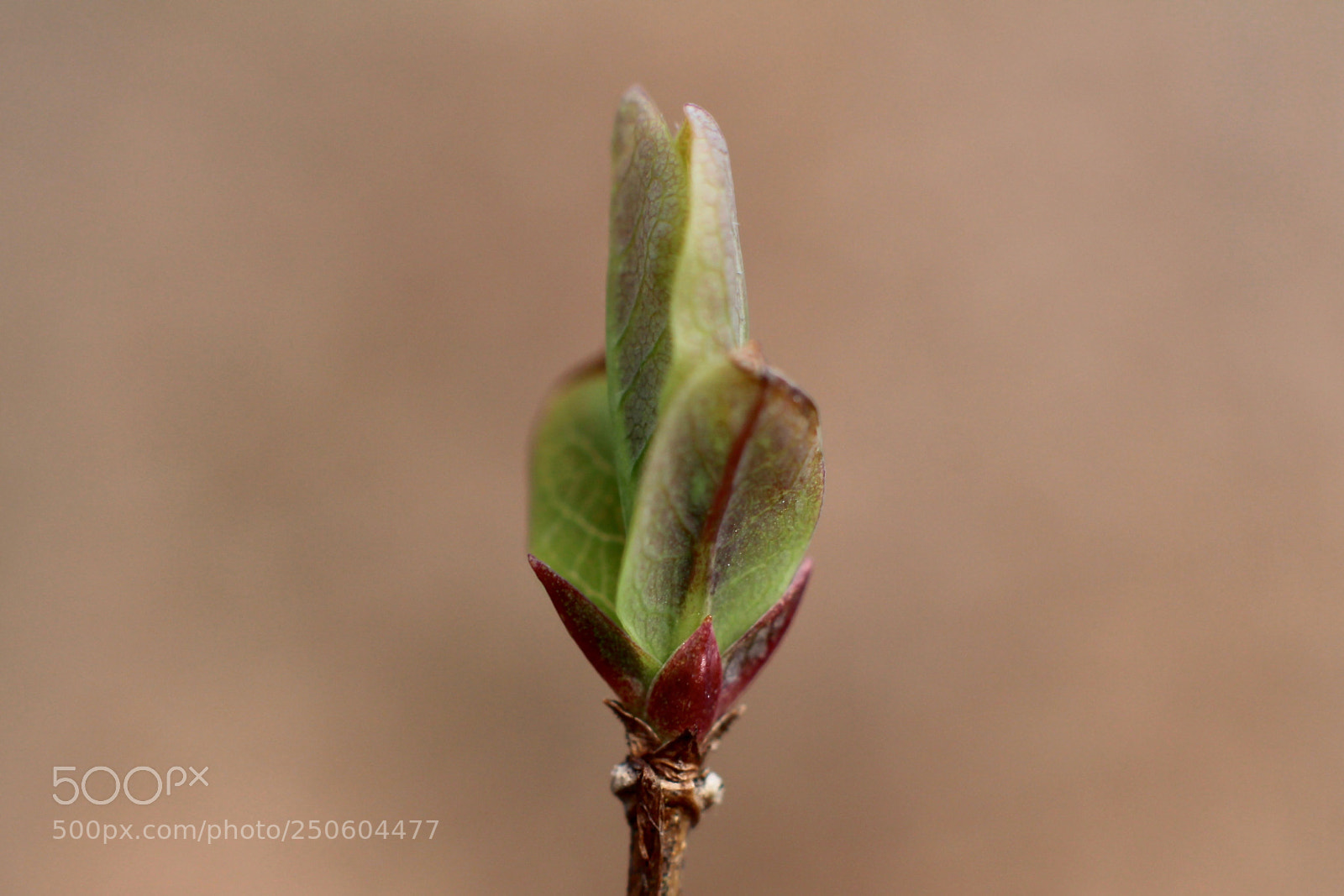 Canon EOS 700D (EOS Rebel T5i / EOS Kiss X7i) sample photo. 180324_raeren makro photography