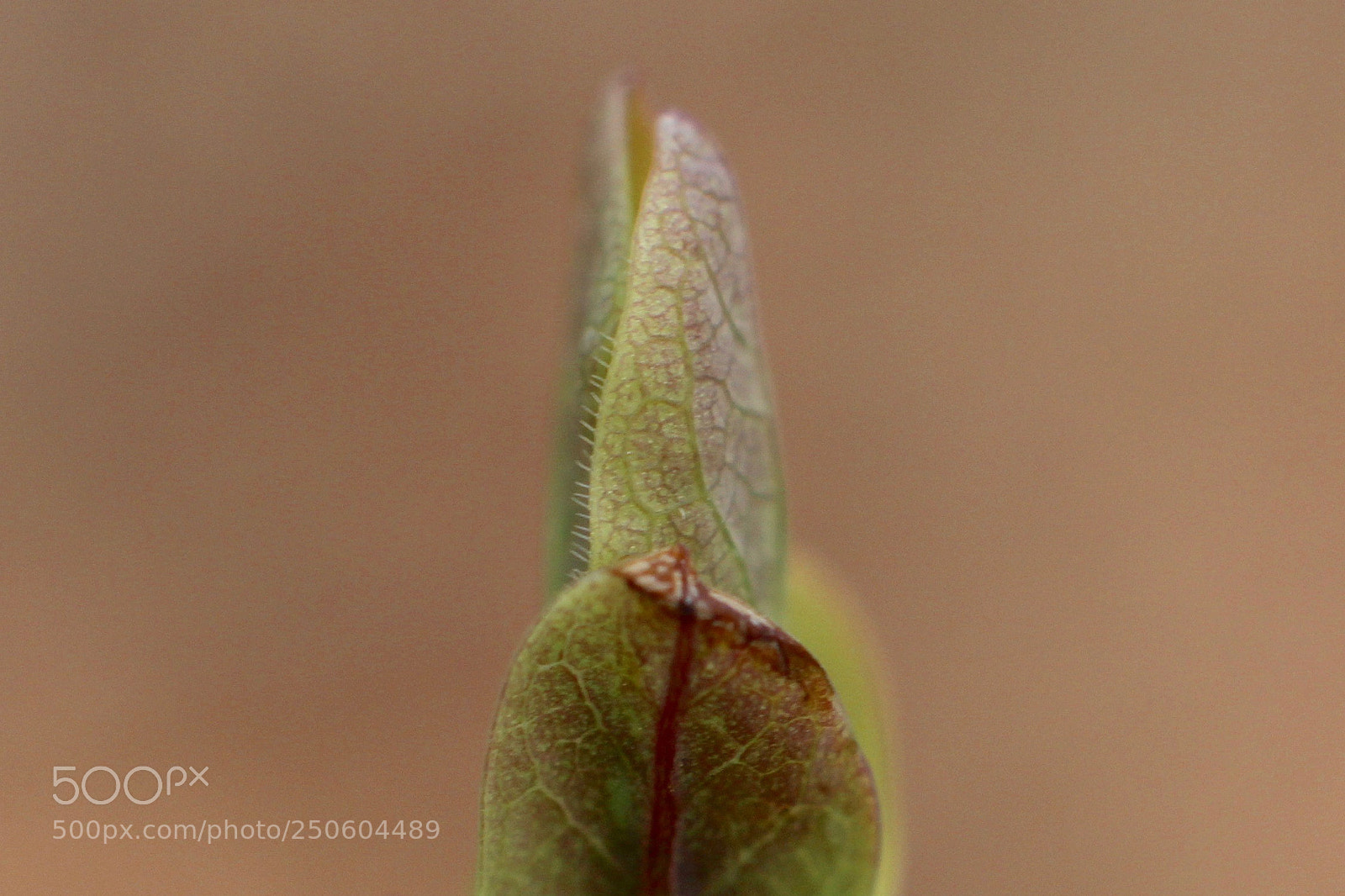 Canon EOS 700D (EOS Rebel T5i / EOS Kiss X7i) sample photo. 180324_raeren makro photography