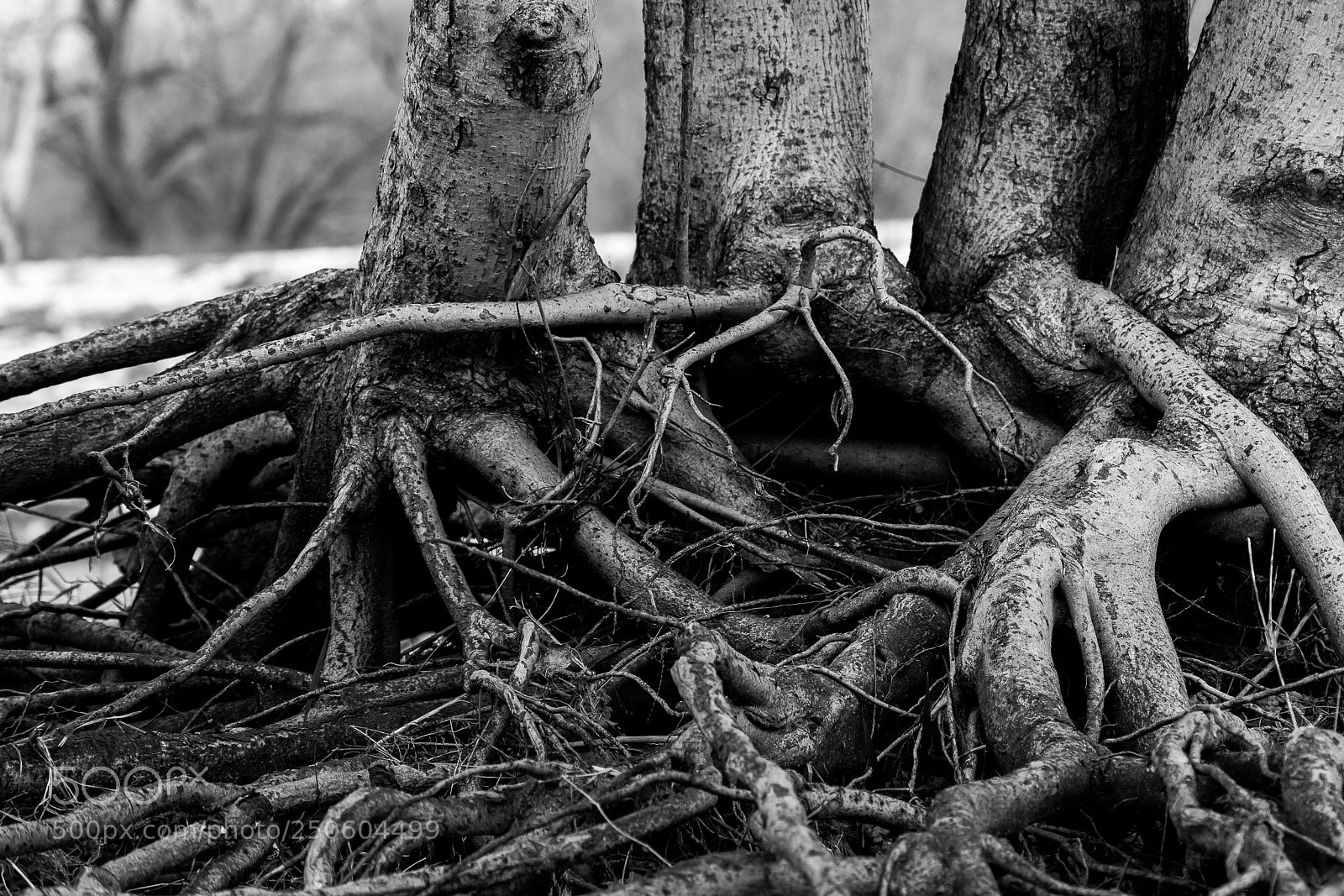 Nikon 1 J5 sample photo. **** photography