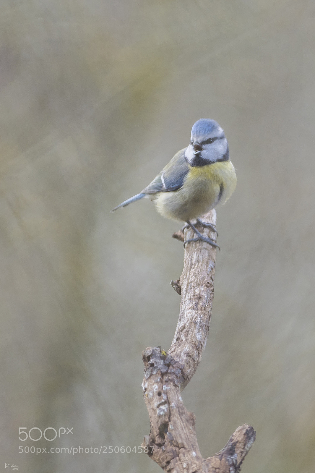 Olympus OM-D E-M1 Mark II sample photo. Mésange bleue photography