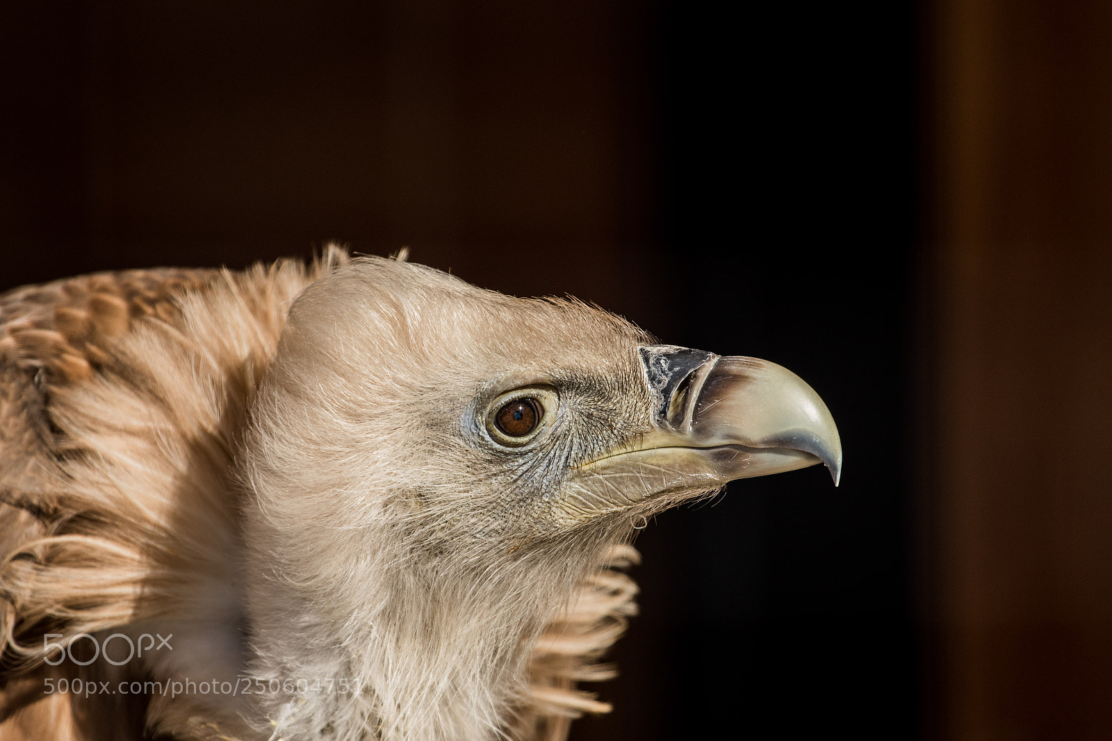 Canon EOS 7D Mark II sample photo. Wildpark poing iii photography