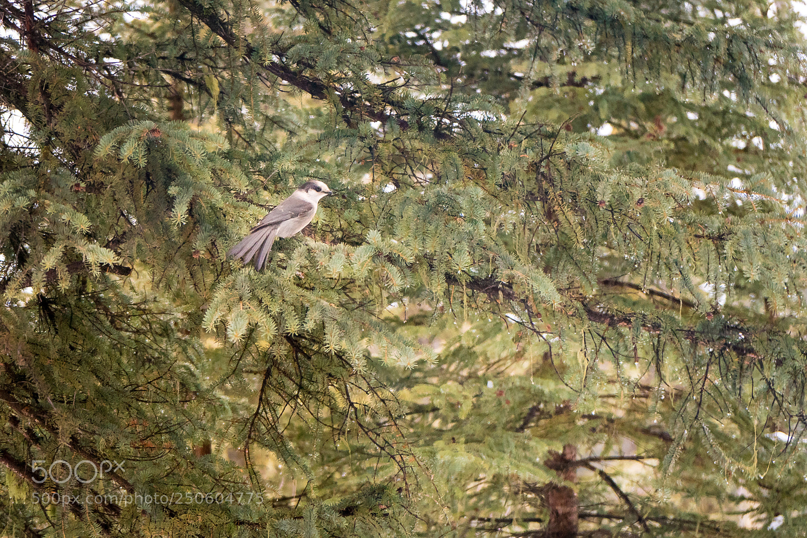 Sony a6500 sample photo. Grey jay photography