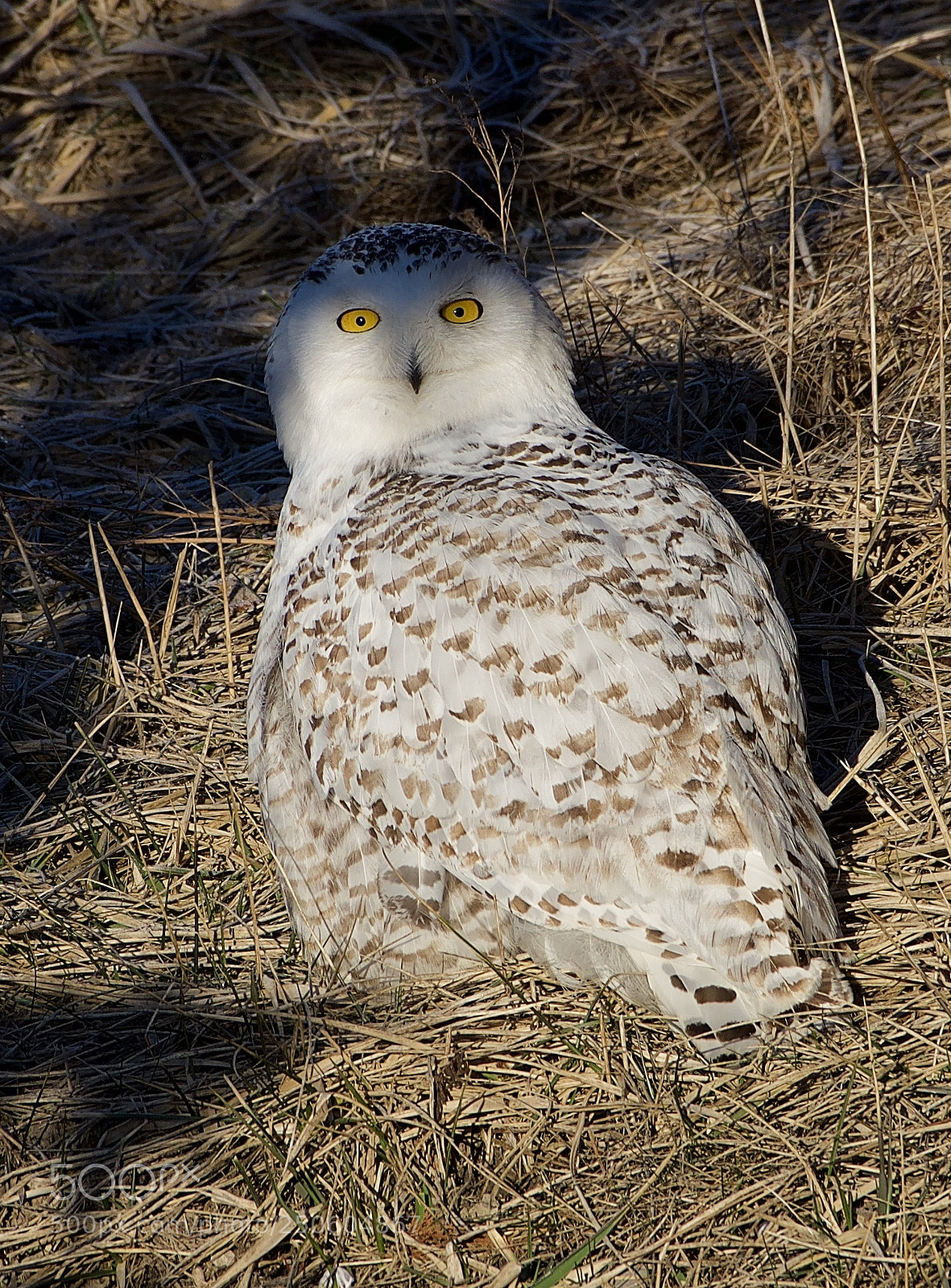 Nikon D500 sample photo. Snowy owl hunting photography