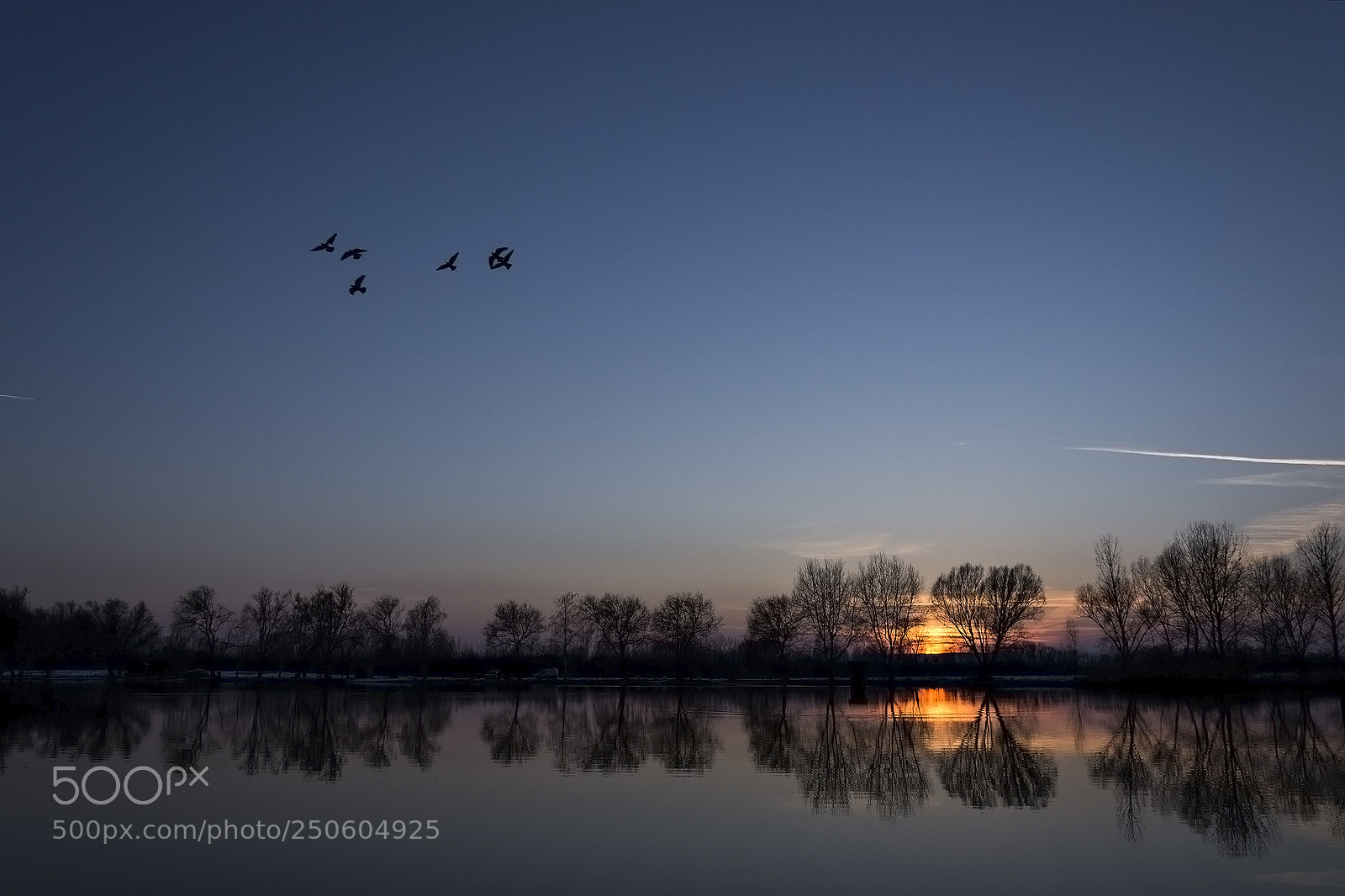 Nikon D610 sample photo. Birds photography