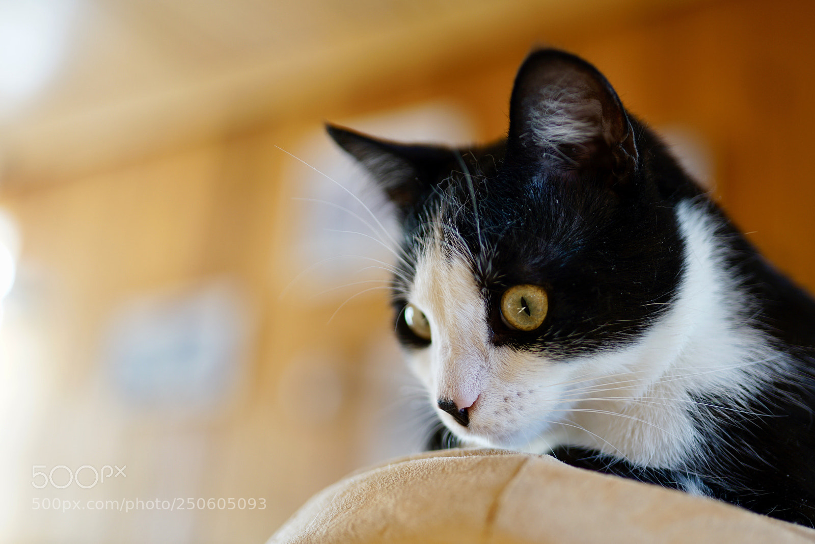 Sony a7R II sample photo. My cat photography