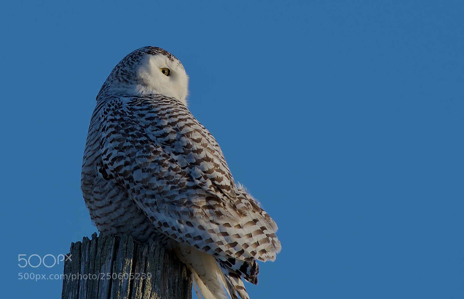 Nikon D500 sample photo. Fullsizeoutput cb photography