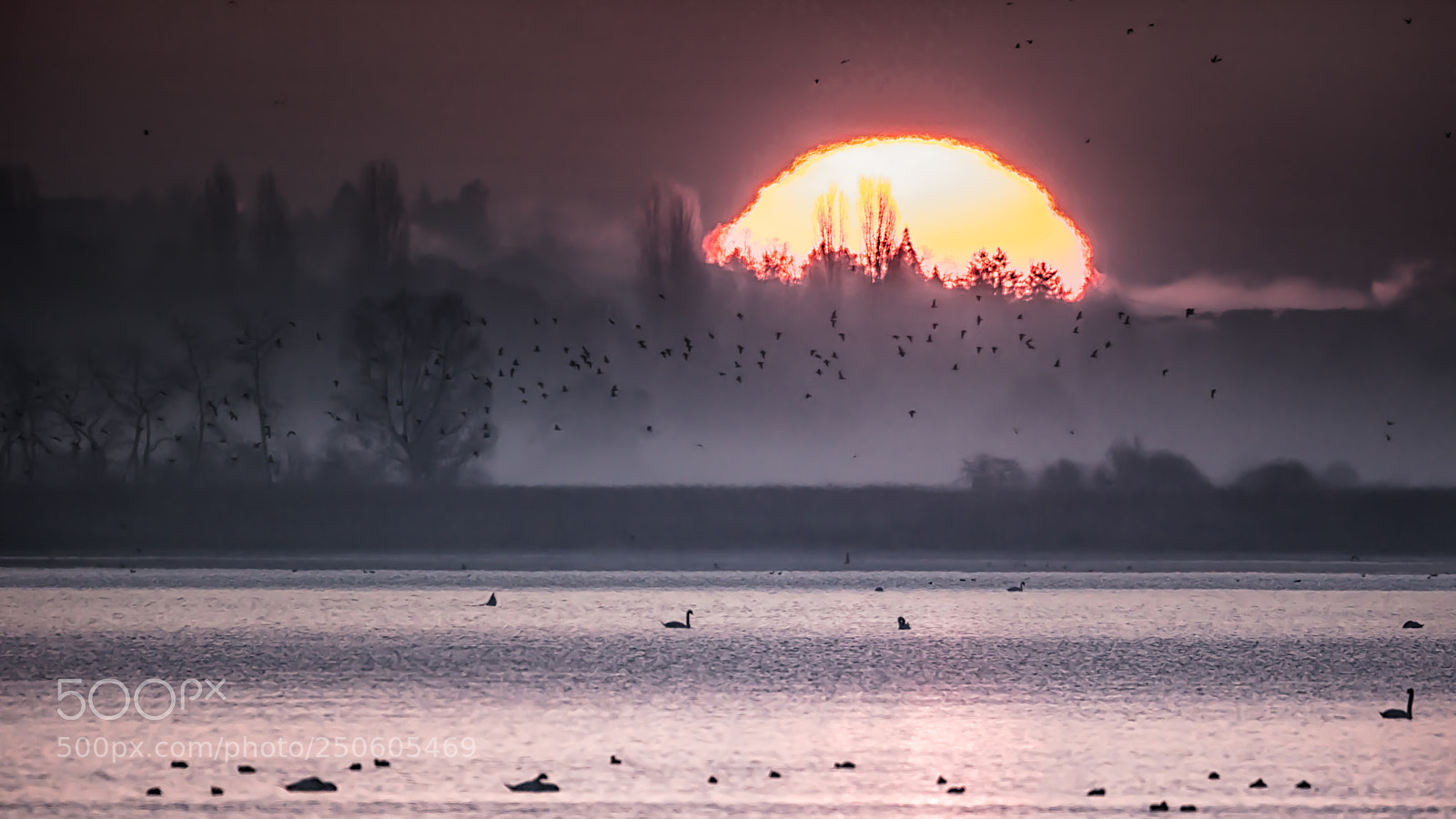 Canon EOS 5DS R sample photo. Birds morning photography