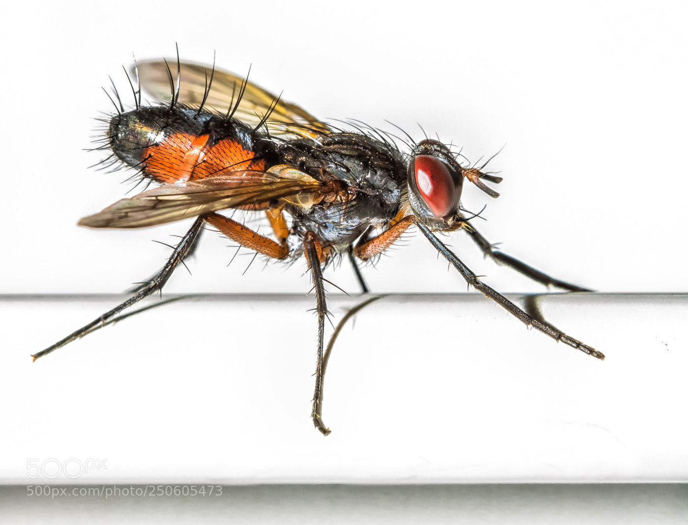 Canon EOS 760D (EOS Rebel T6s / EOS 8000D) sample photo. Sluipvlieg - eriothrix rufomaculata photography