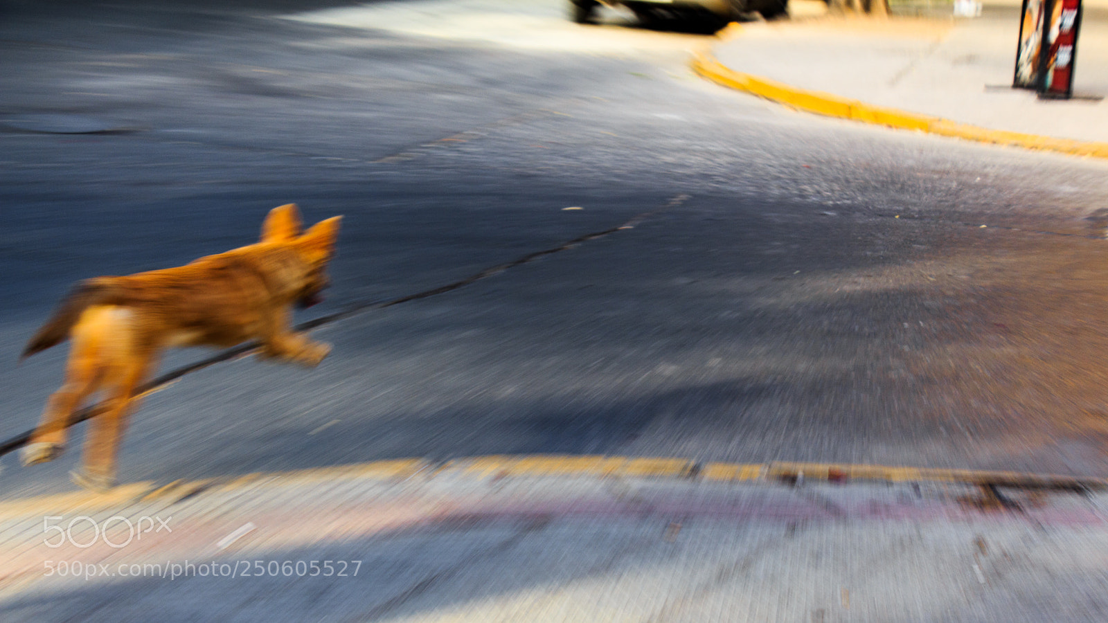 Canon EOS 650D (EOS Rebel T4i / EOS Kiss X6i) sample photo. Dog desperately running through photography