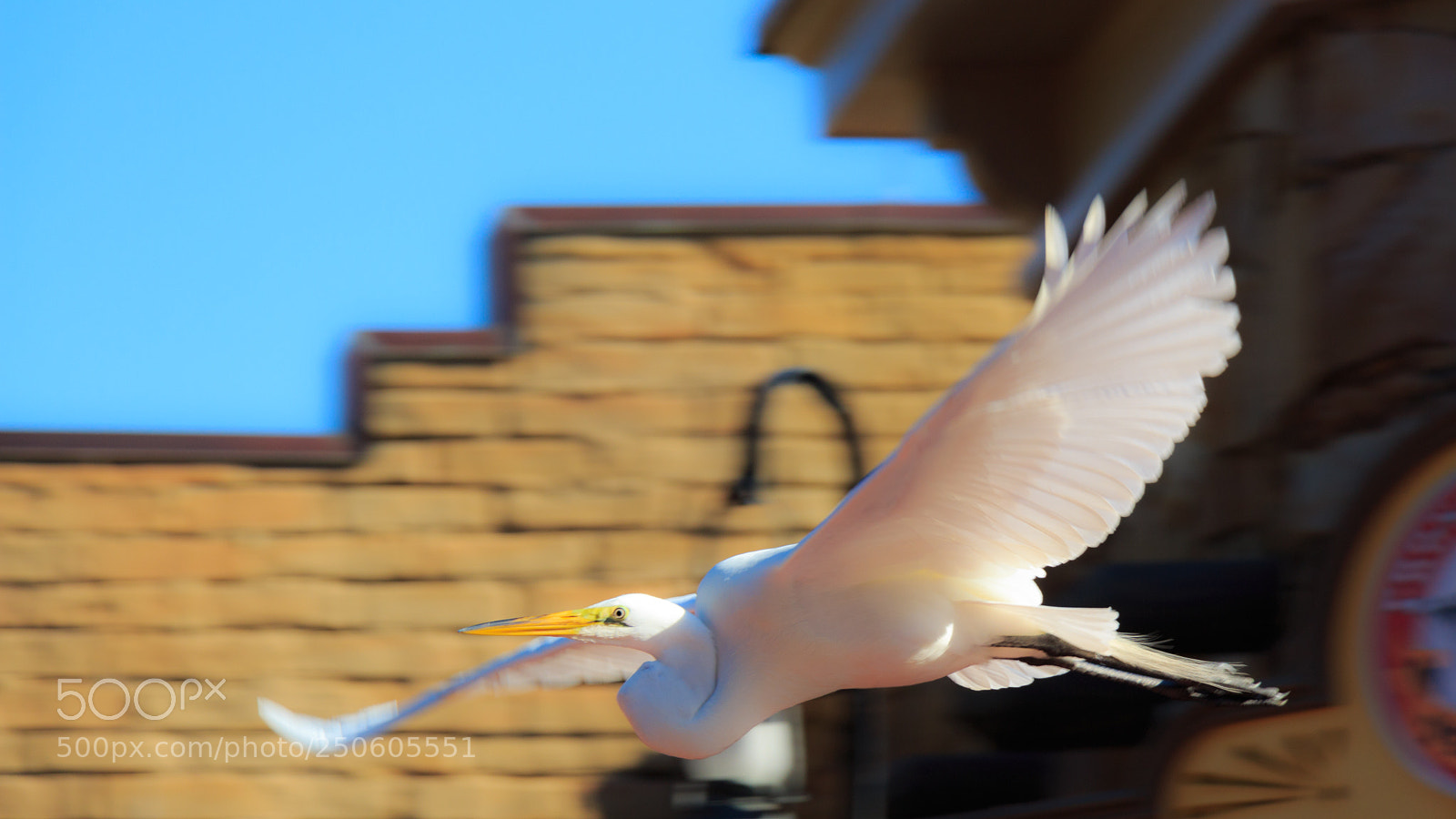 Canon EOS 650D (EOS Rebel T4i / EOS Kiss X6i) sample photo. Flying bird in the photography