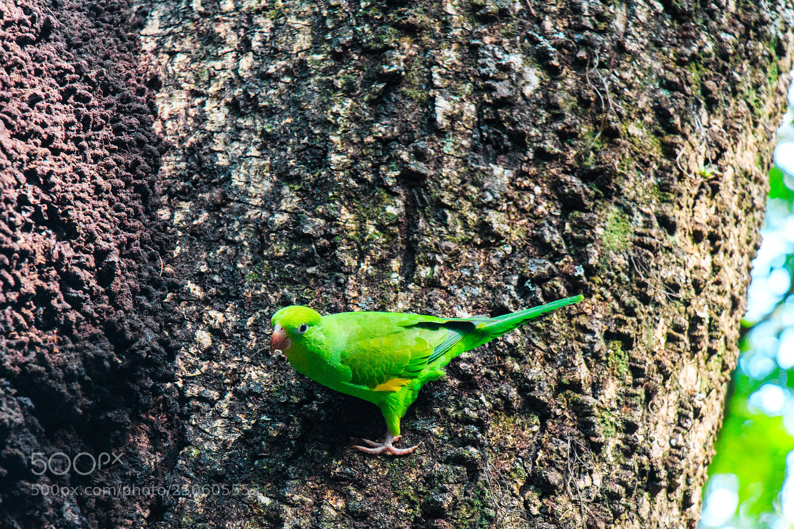 Canon EOS 650D (EOS Rebel T4i / EOS Kiss X6i) sample photo. Beautiful bird posing to photography