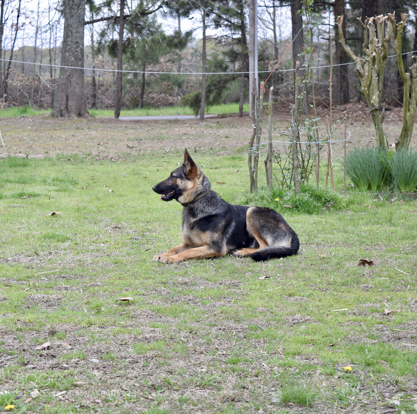 Nikon D5300 sample photo. Doggy photography