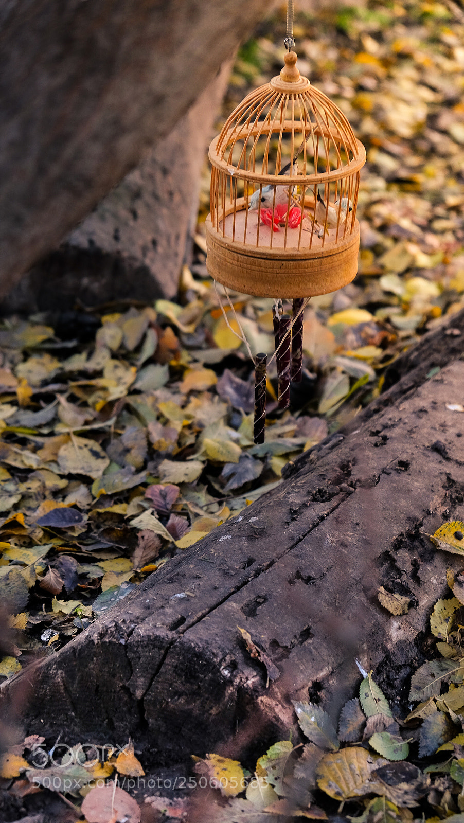 Fujifilm X-T1 sample photo. قفص photography
