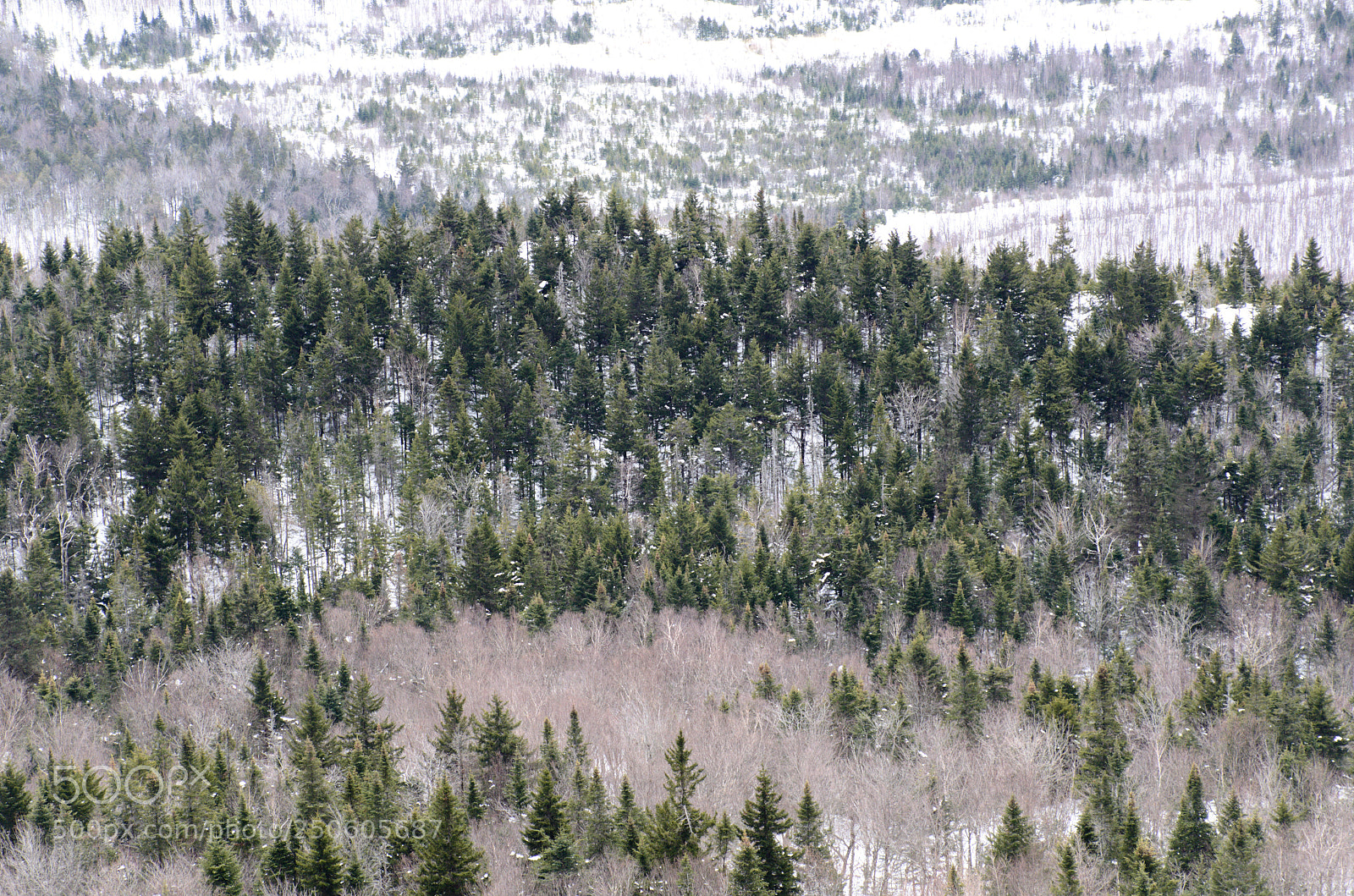 Nikon D7000 sample photo. Forest spring photography
