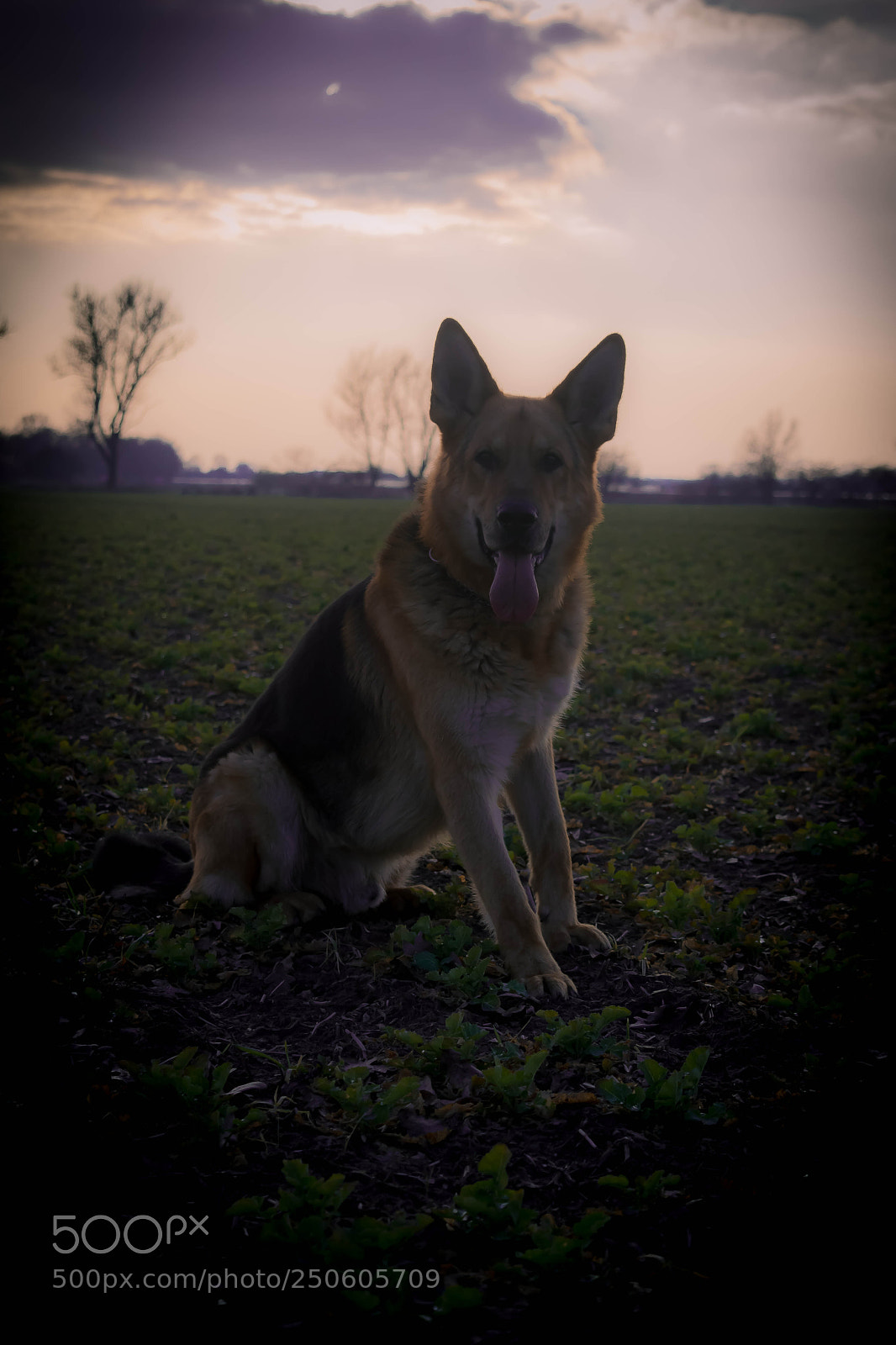 Nikon D5200 sample photo. Dog photography