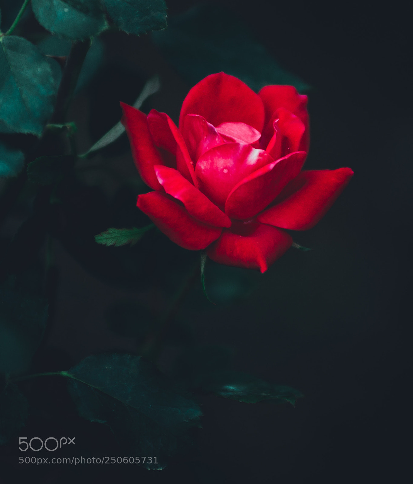 Sony SLT-A99V sample photo. Red rose photography
