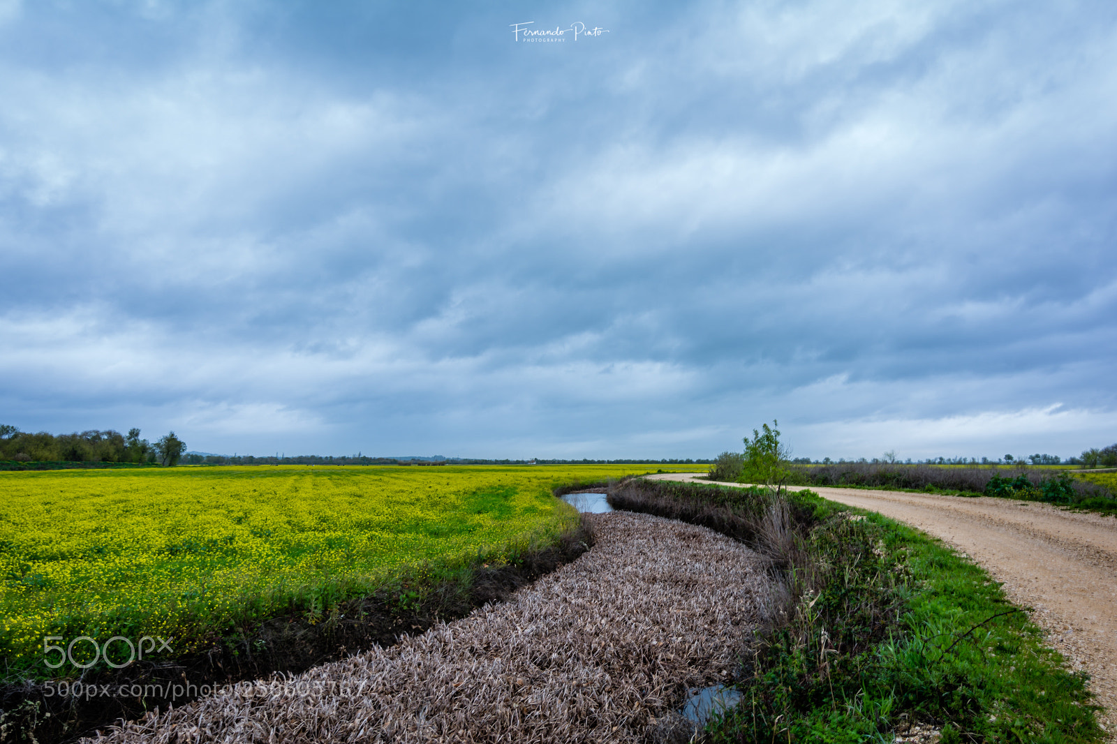 Nikon D7100 sample photo. Filds photography