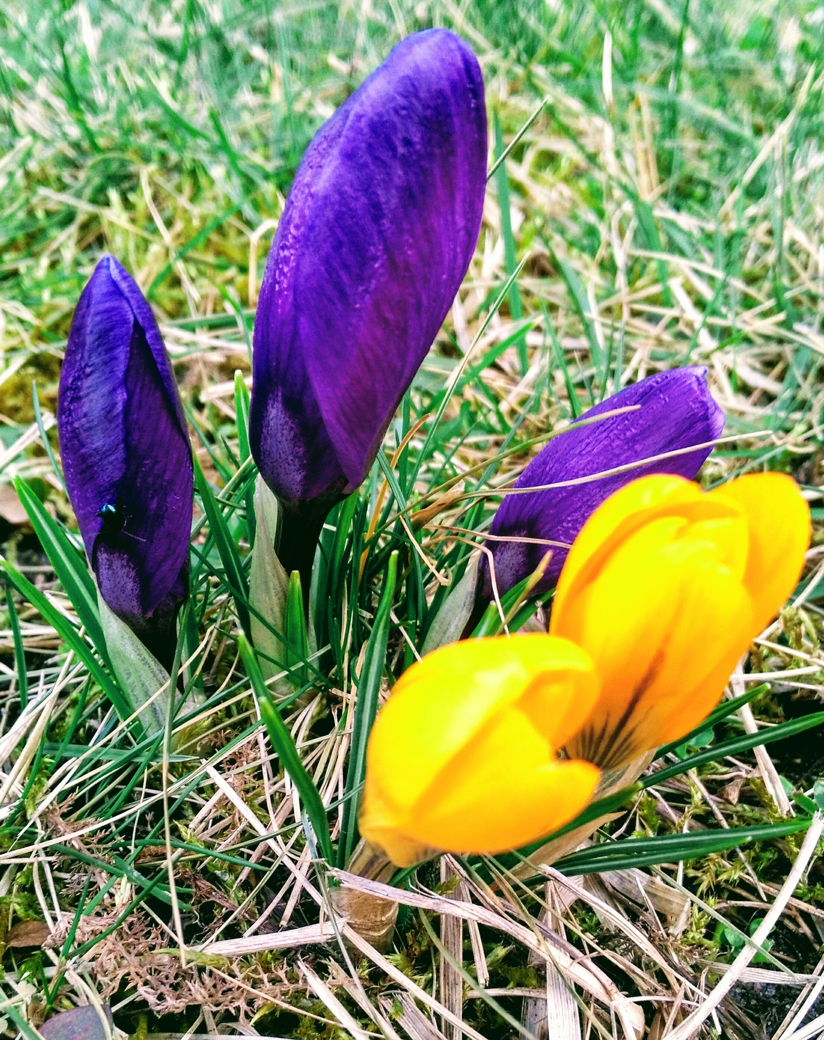 HUAWEI Honor 5X sample photo. Crocus photography