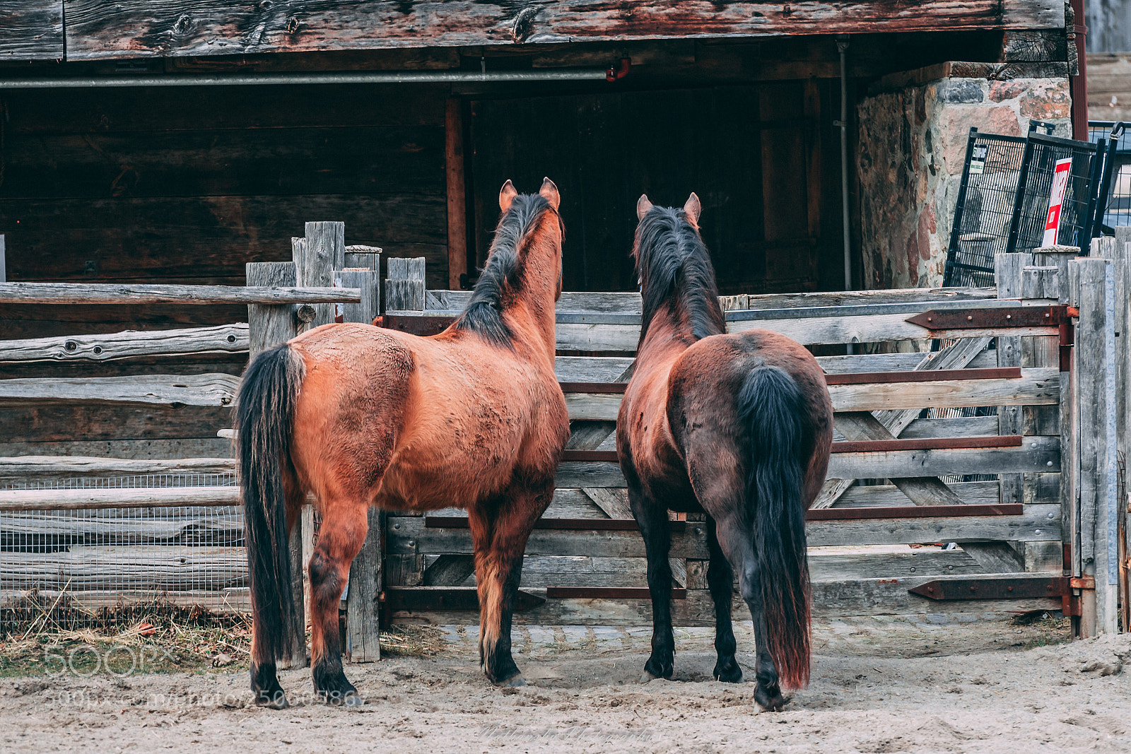 Sony a7 II sample photo. Horses photography