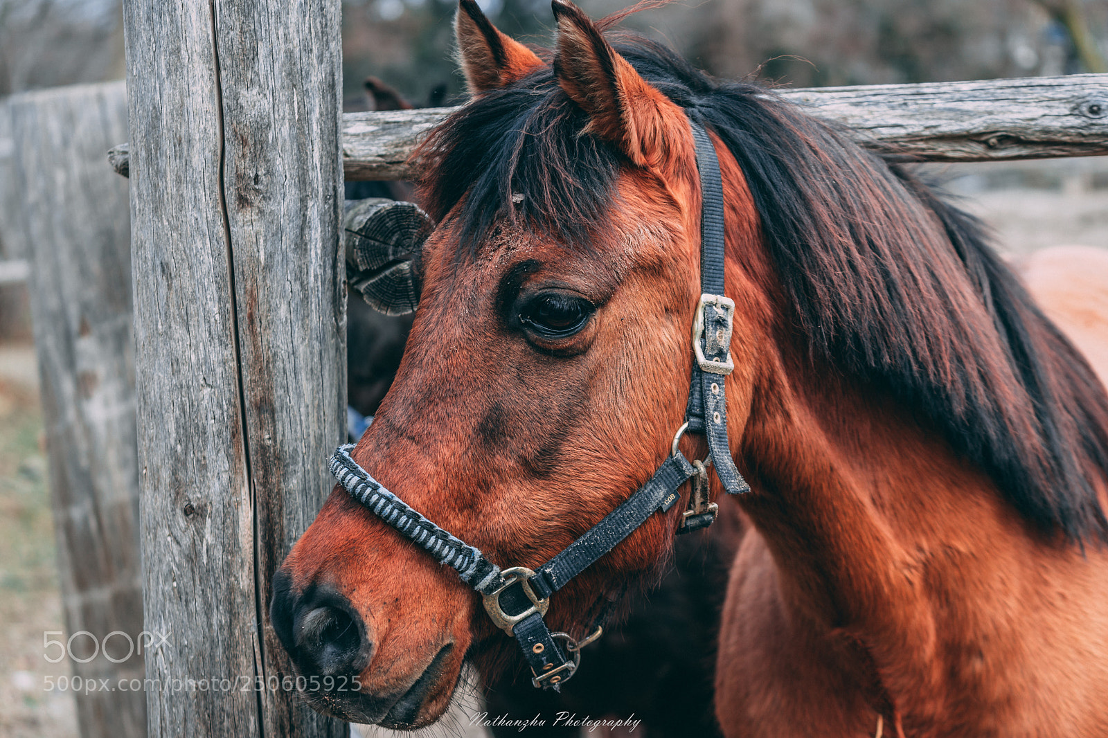 Sony a7 II sample photo. Horse photography