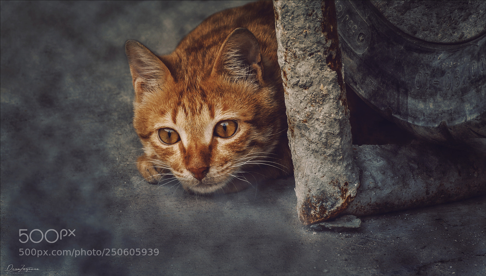 Nikon D7100 sample photo. Cat photography