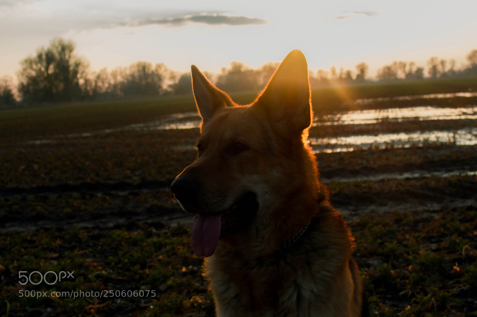Nikon D5200 sample photo. The dog photography