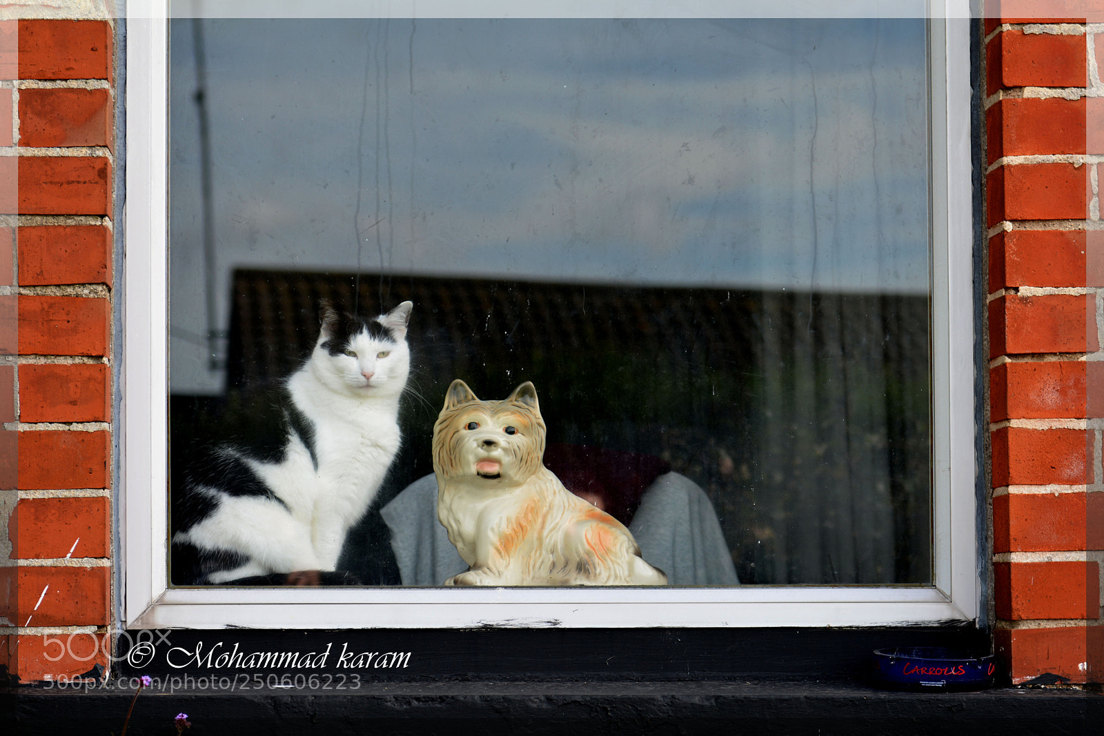 Nikon D7100 sample photo. Cat at the window photography