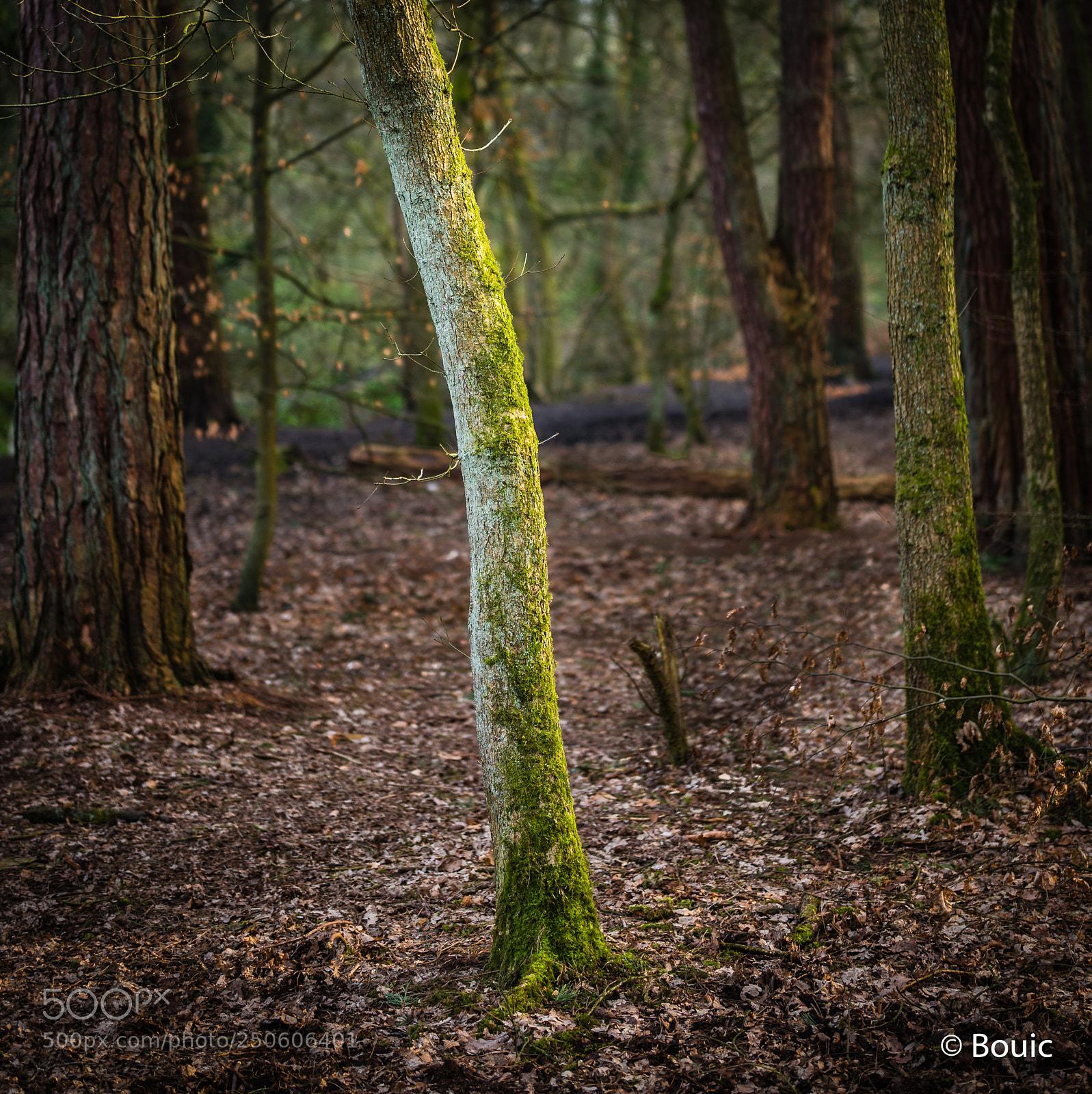 Leica SL (Typ 601) sample photo. Evening light duxbury woods photography