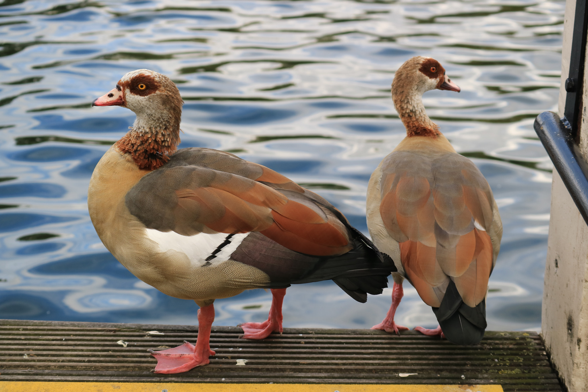 Canon EOS M3 sample photo. Colour is beautiful photography