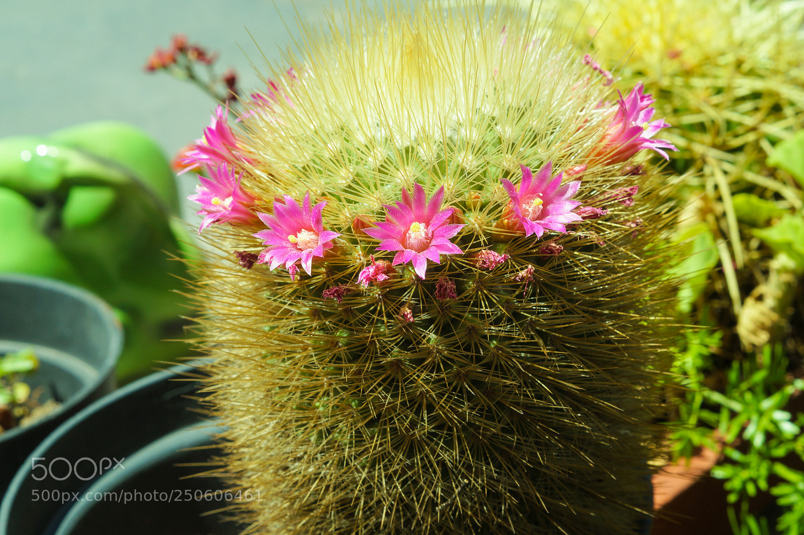 Sony SLT-A58 sample photo. Cactus photography