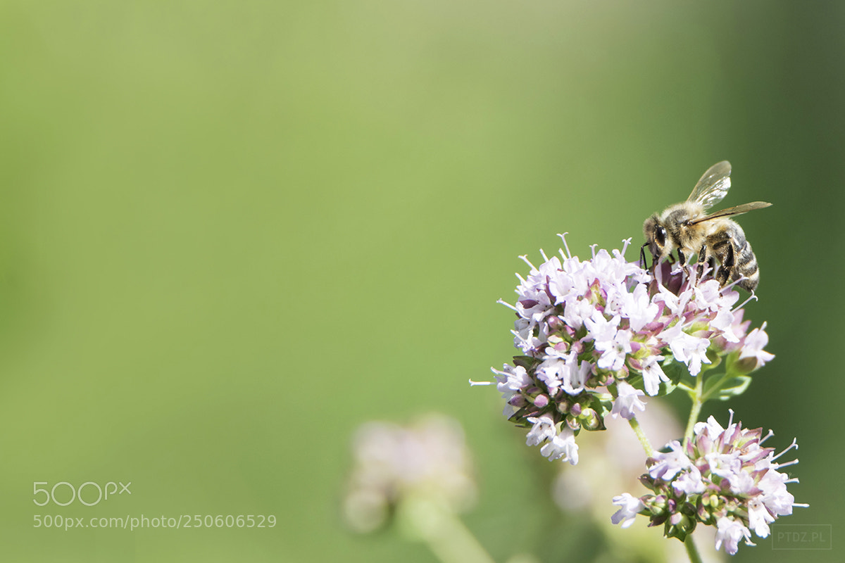 Nikon D5300 sample photo. 005 bzz photography