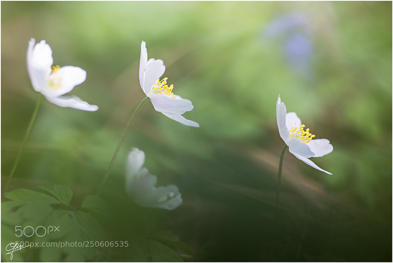 Nikon D610 sample photo. Anemone nemorosa photography