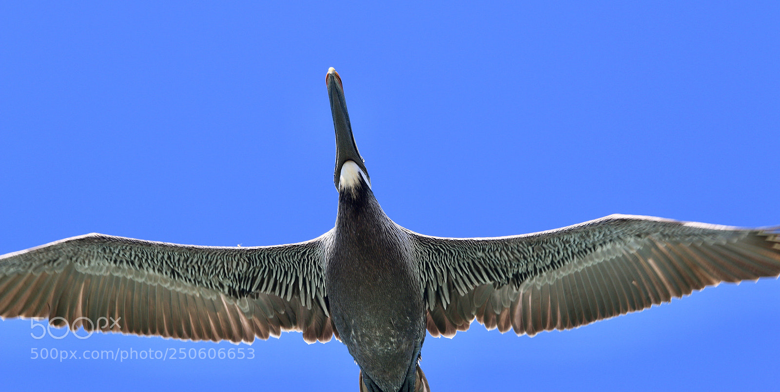 Canon EOS 70D sample photo. Pelican in flight photography
