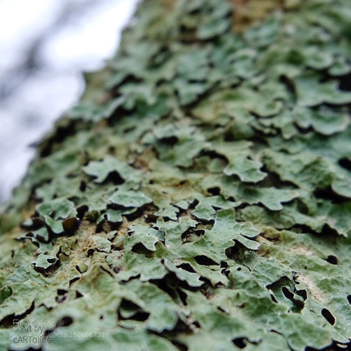 Fujifilm X-T20 sample photo. Organic camouflage? photography