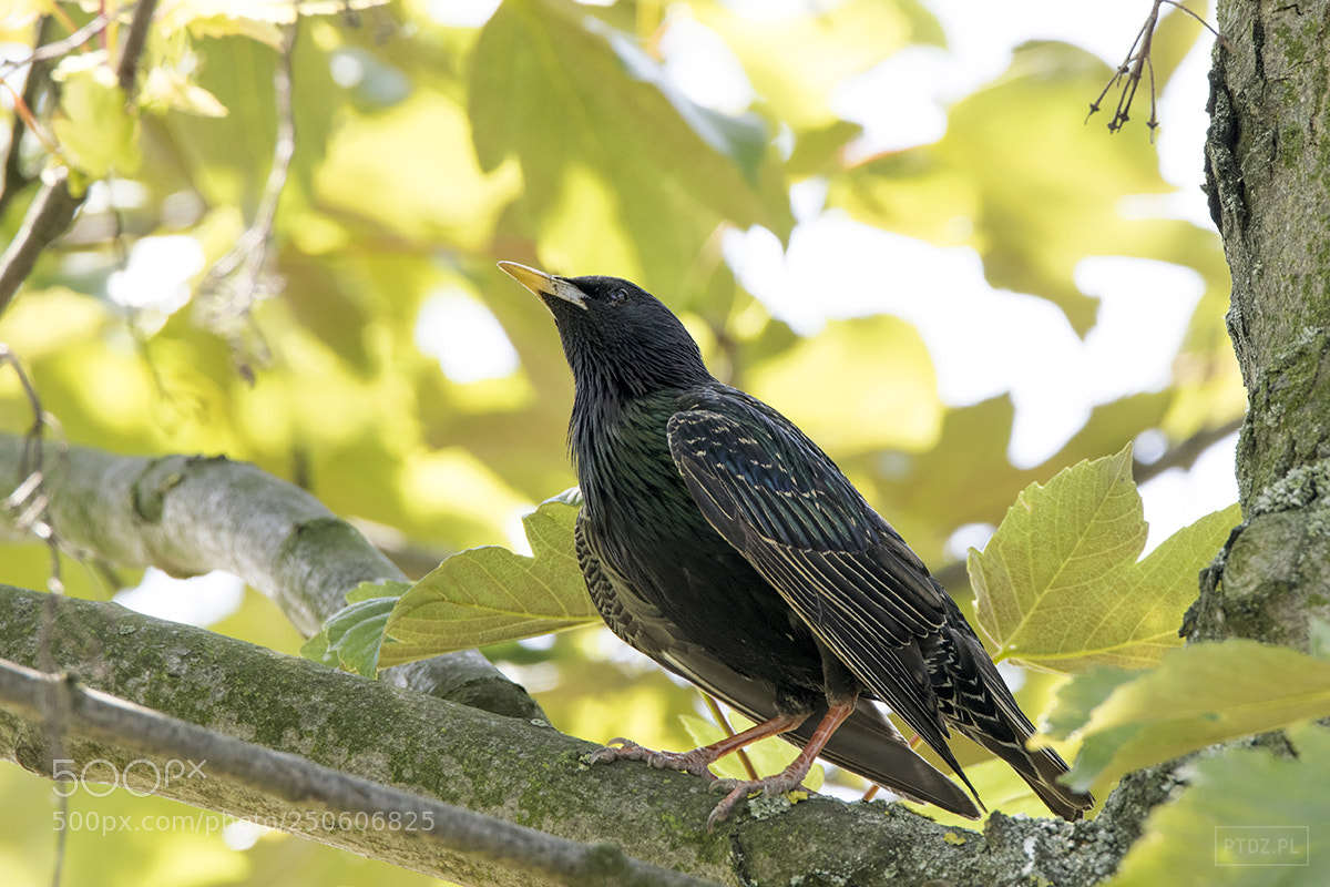 Nikon D5300 sample photo. 006 sturnus vulgaris photography