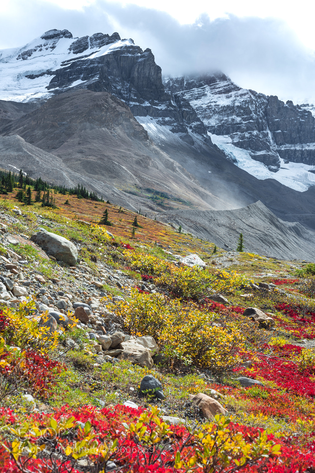 Nikon D800 sample photo. Athabasca glacier flowers photography