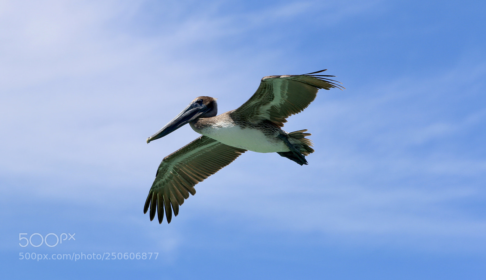 Canon EOS 70D sample photo. Pelican cruising photography