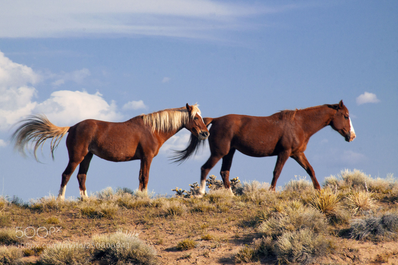 Canon EOS 1100D (EOS Rebel T3 / EOS Kiss X50) sample photo. Wild horses, colroado photography